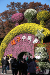 국화향 가득한 대구수목원