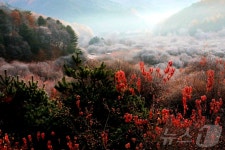 서리 내린 인제 비밀의 정원