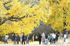 만추 도동서원 은행나무 찾는 발길