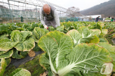 [뉴스1 PICK] 겨울 김장철 본격 시작…전국 곳곳에서 김장 준비 분주