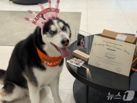 친구들 살려줘서 고마워…건국대동물병원, 응급헌혈견들에 선물