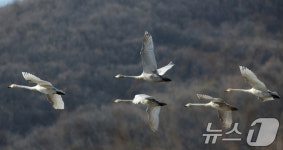 겨울 철새 찾아온 광주 경안천