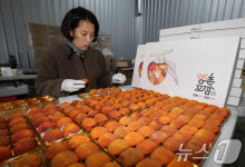 이틀 앞으로 다가온 논산 양촌곶감축제