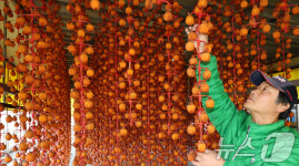 곶감축제 앞두고 곶감 수확