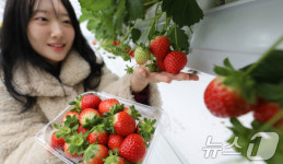 대전 유성구 스마트팜 딸기 수확