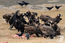 고령 독수리 식당 주인들