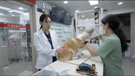 브이동물메디컬센터, 반려동물 보행 회복 위한 치료 과정 공개