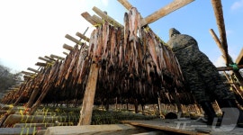 인제 용대리, 명태 덕걸이 작업