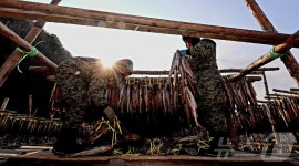 인제 용대리, 명태 덕걸이 작업