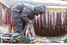 인제 용대리, 명태 덕걸이 작업