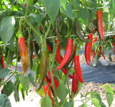 경북농업기술원, 영양 재래종 고추 4개 품종 종자 12~16일 분양