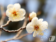 한겨울에 꽃망울 터뜨린 봄의 전령사 매화