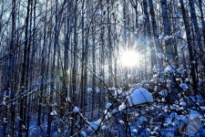 눈옷 입은 인제 자작나무숲 겨울풍경