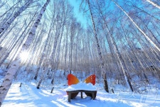 겨울옷 입은 인제 자작나무숲