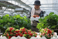 딸기향 가득한 하우스