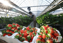 딸기향 가득한 하우스