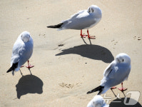 부산 갈매기도 춥네