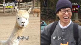알파카 침 세례에 멘붕…제주 집결, 최홍만 소원 대환장 파티 [RE;TV]
