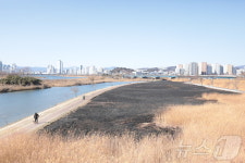 잿더미 된 울산 명촌교 억새밭