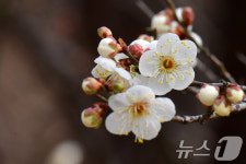‘봄이 오려나’ 제주 서귀포서 매화 활짝…작년보다 25일 빨라