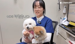 식단 바꿔서 살렸어요…난치성 장질환 비숑에 희망 준 수의사
