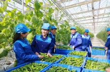 北, 신의주온실종합농장 첫 수확…학교 등에 공급