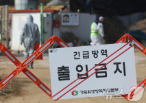 경기 평택 돼지농장서 아프리카돼지열병…화성에 이어 확산