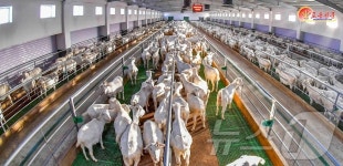 北 현대축산 본보기 삼광리…염소 사육 현장 공개