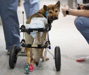 반려견 다리 수술, 어디 맡길까…정형외과 동물병원 선택 기준은
