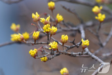 꽃망울 터뜨린 산수유