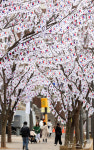 효창공원, 3·1절 앞두고 나라사랑 분위기