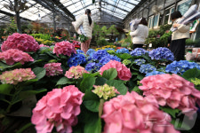 봄 내음 가득한 양재꽃시장