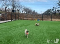 밤 산책도 OK…동해시 반려동물 놀이터 운영 재개