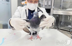 구구구 카페 들어와 SOS 친 비둘기…동물병원 속 특별한 환자