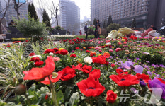 봄맞이 꽃단장 나선 서울광장