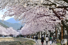 대구 벚꽃 26일 개화…달성 옥포·동구 팔공산서 봄 축제