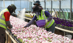 도심 단장할 봄꽃