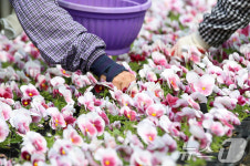 도심 단장할 봄꽃