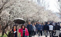 점심시간 매화 구경, 하동매실거리 북적