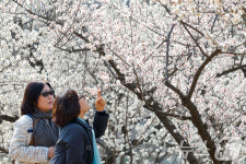 매화 향기롭네