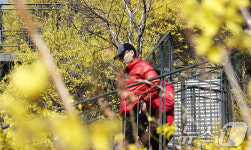 [뉴스1 PICK] 성큼 다가온 봄…개나리 노란빛에 물든 응봉산