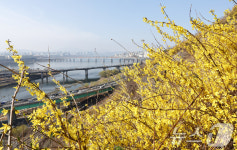 [뉴스1 PICK] 성큼 다가온 봄…개나리 노란빛에 물든 응봉산