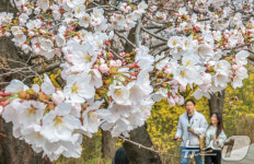꽃향기 가득한 윤중로 벚꽃길