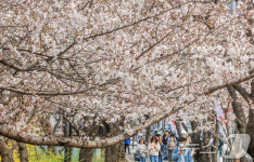윤중로 벚꽃길에 활짝 핀 벚꽃들