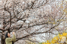윤중로 벚꽃길에 가득 핀 벚꽃