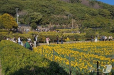 거제시, 수선화 명소 공곶이 경관 관리 3년 연장