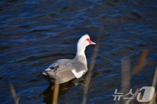 형산강 찾아온 사향오리