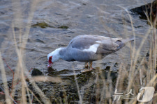 형산강 물 맛보는 사향오리