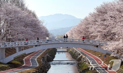 벚꽃길 산책