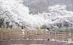 진안으로 벚꽃 구경 오세요…마이산·용담호 이번 주가 절정